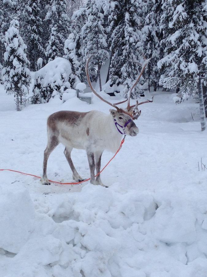 Sampo Studios Rovaniemi Zewnętrze zdjęcie