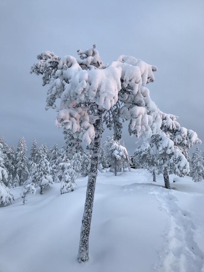 Sampo Studios Rovaniemi Zewnętrze zdjęcie